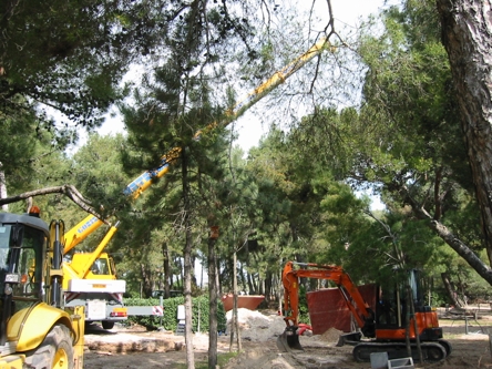 pineta2
